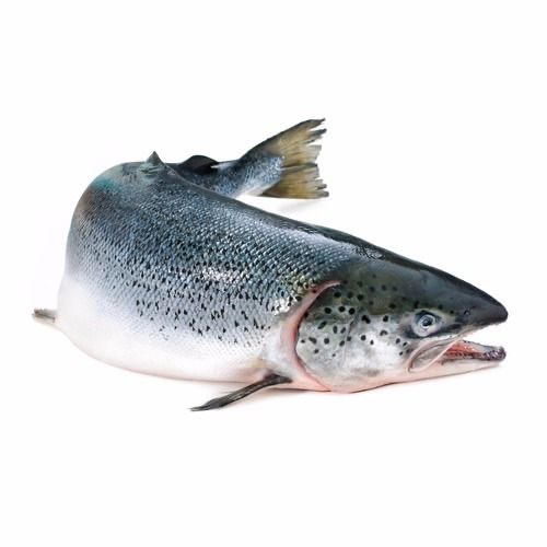 Atlantic Salmon Atlantic Salmon