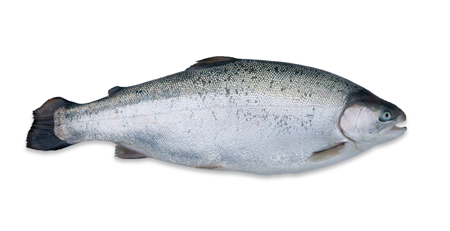 Fjord Trout Fjord Trout