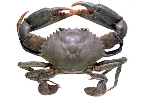 Mud Crab