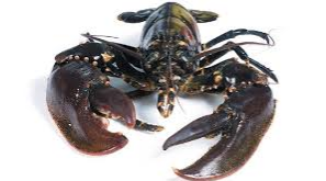 Canadian Lobster Canadian Lobster