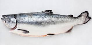 ORA King Salmon ORA King Salmon